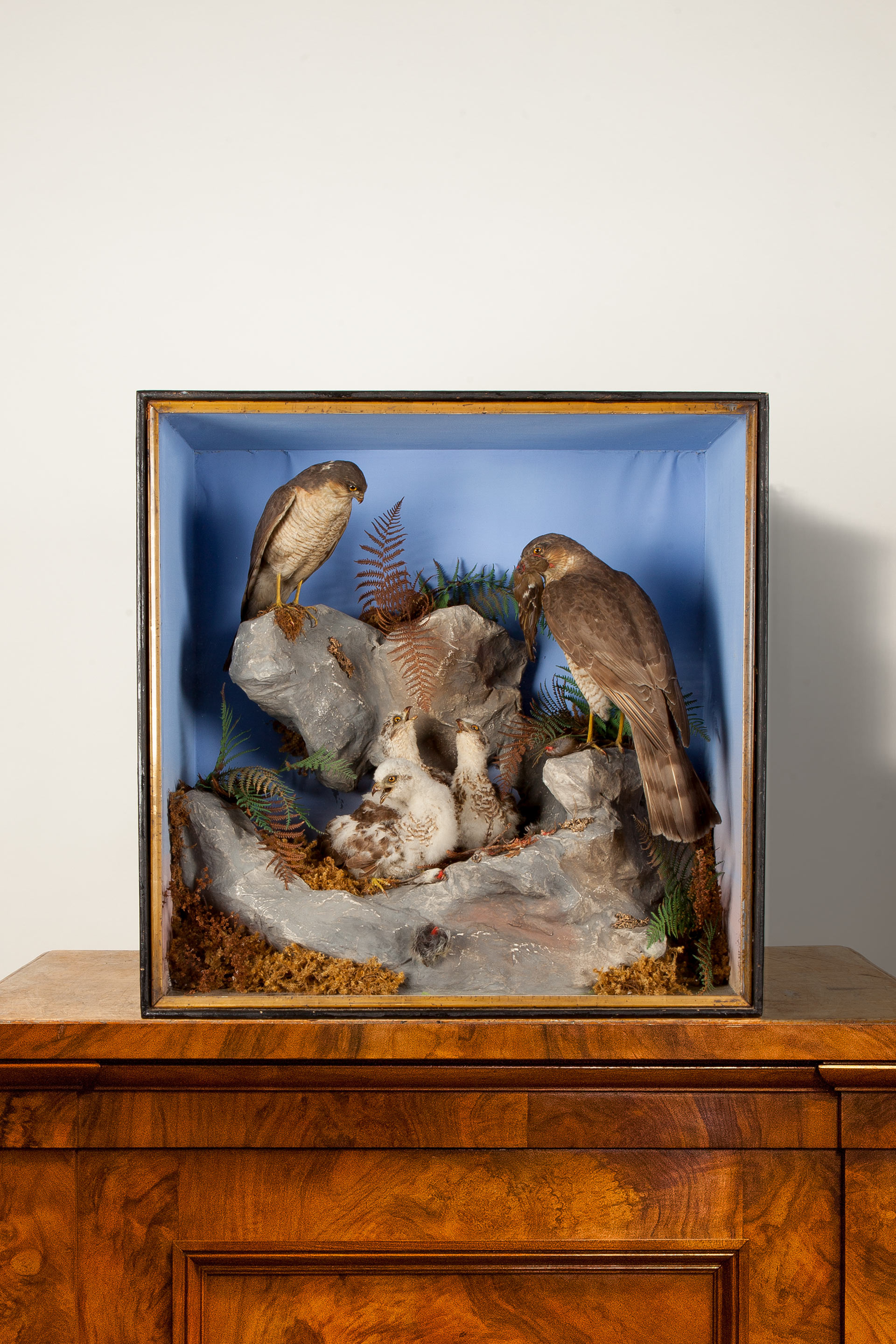 Taxidermy Sparrowhawks nest scene by Henry Shaw of Shrewsbury circa 1870