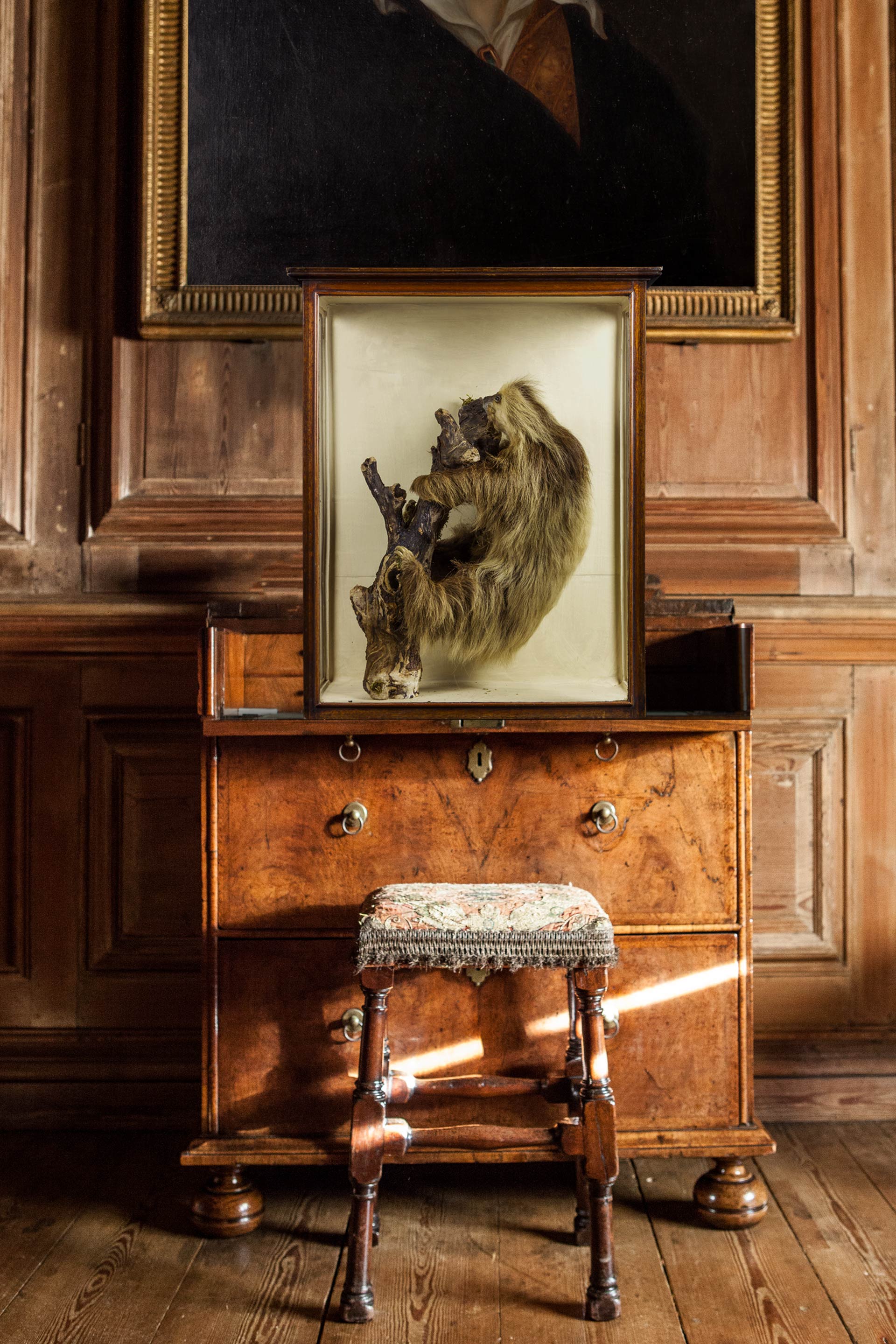 Taxidermy. Three-toed Sloth