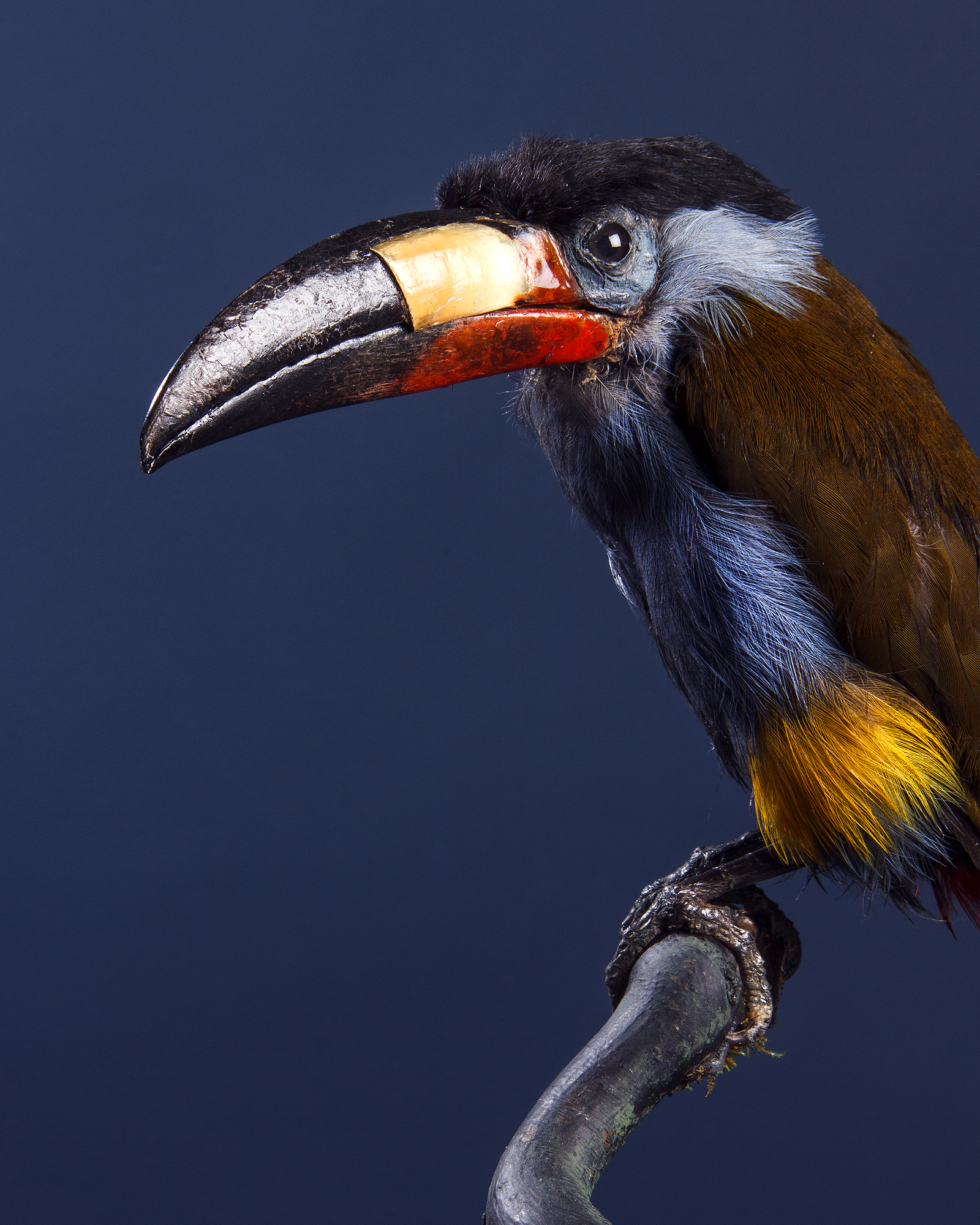 Taxidermy. A Plate-billed mountain toucan