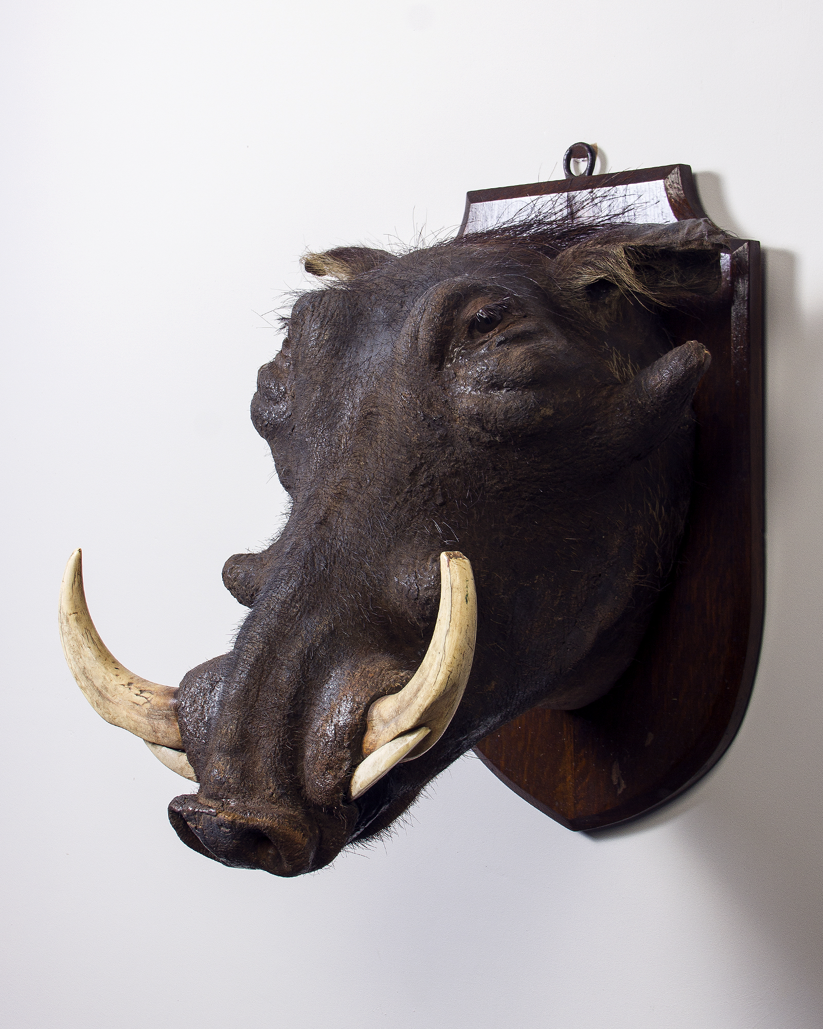Taxidermy Warthog Head by Gerrard's of London