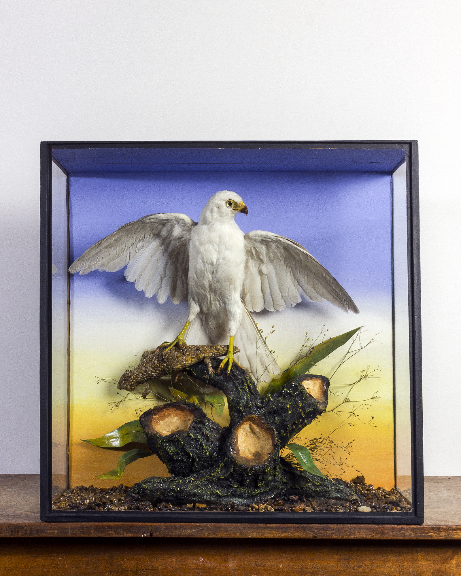 Taxidermy White goshawk attributed to Henry Ward
