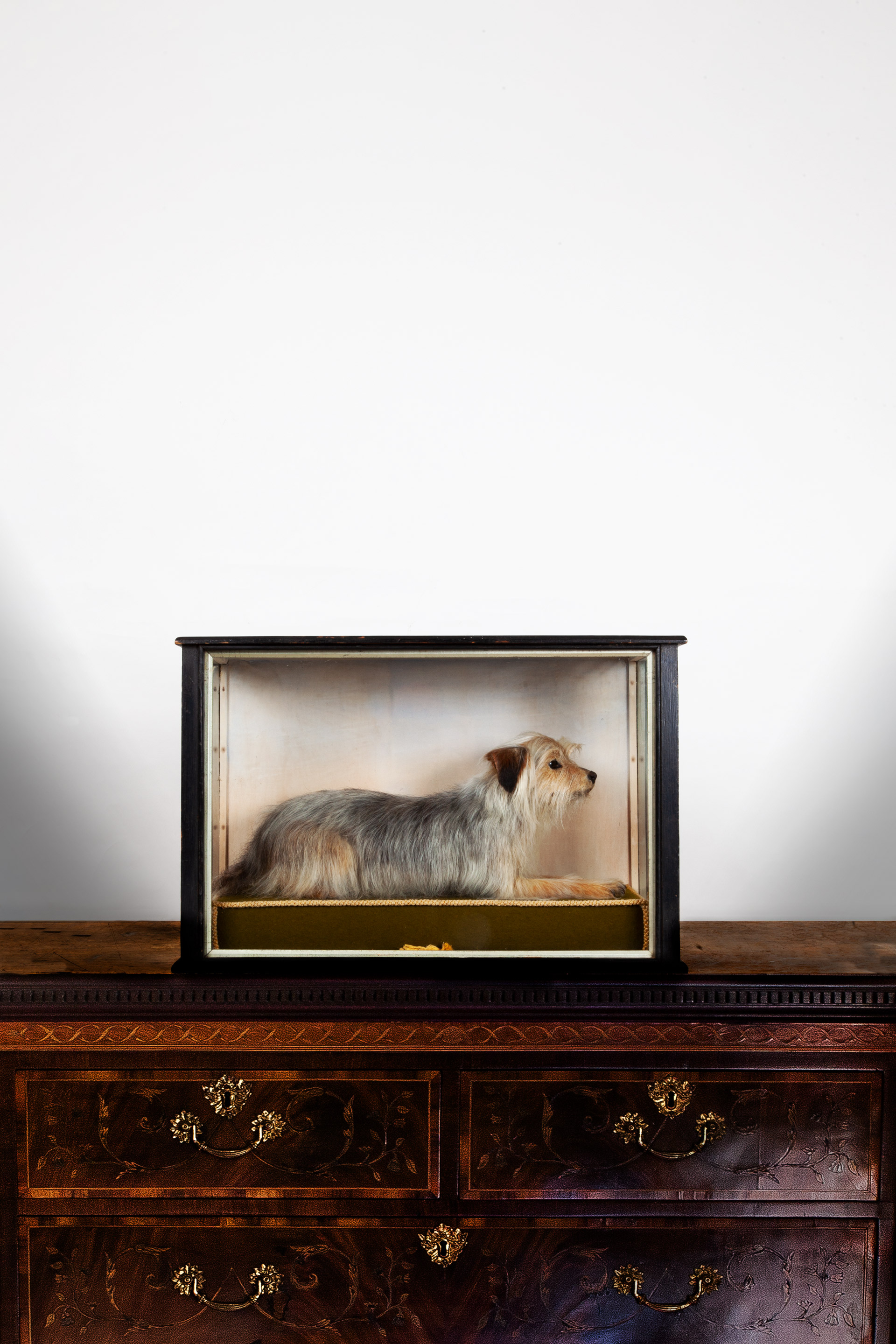 Stuffed And Mounted Yorkshire terrier circa 1880.