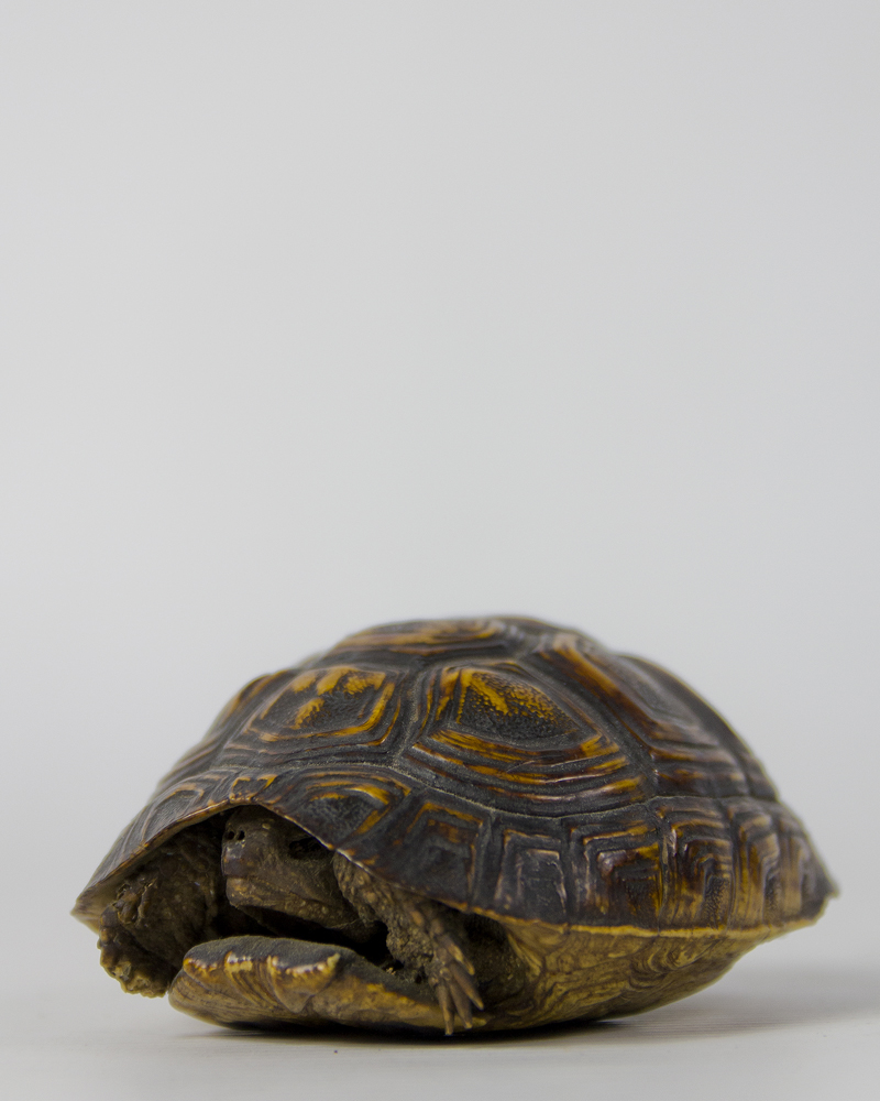 Small Antique Tortoise