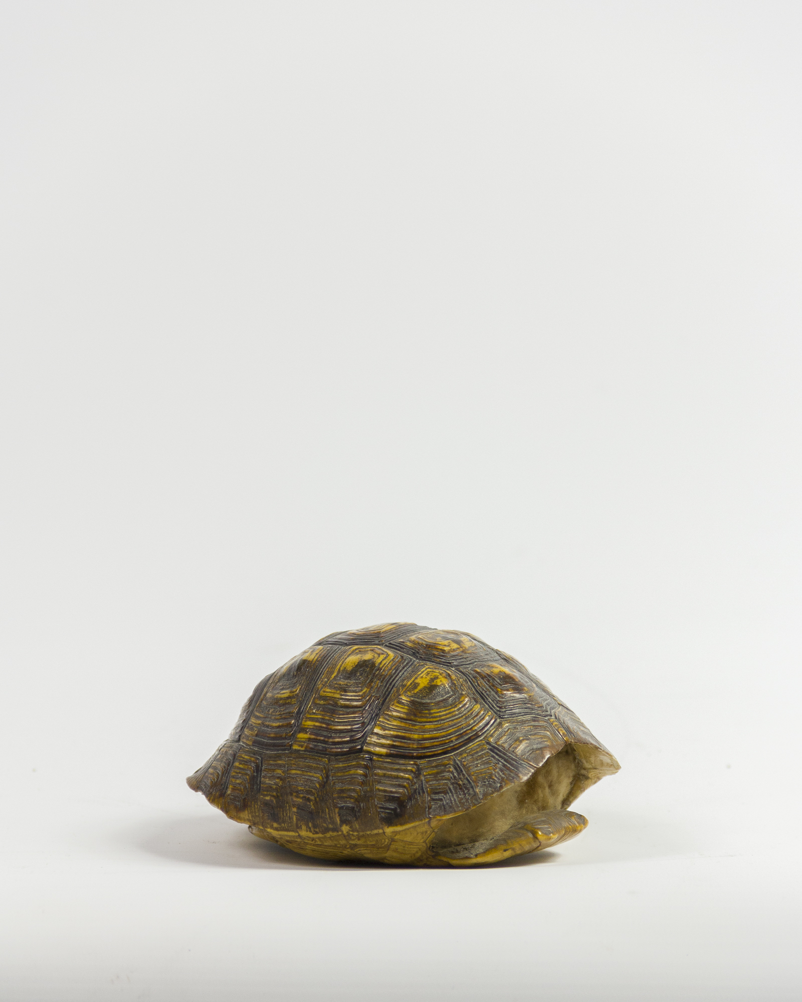 Tortoise Shells