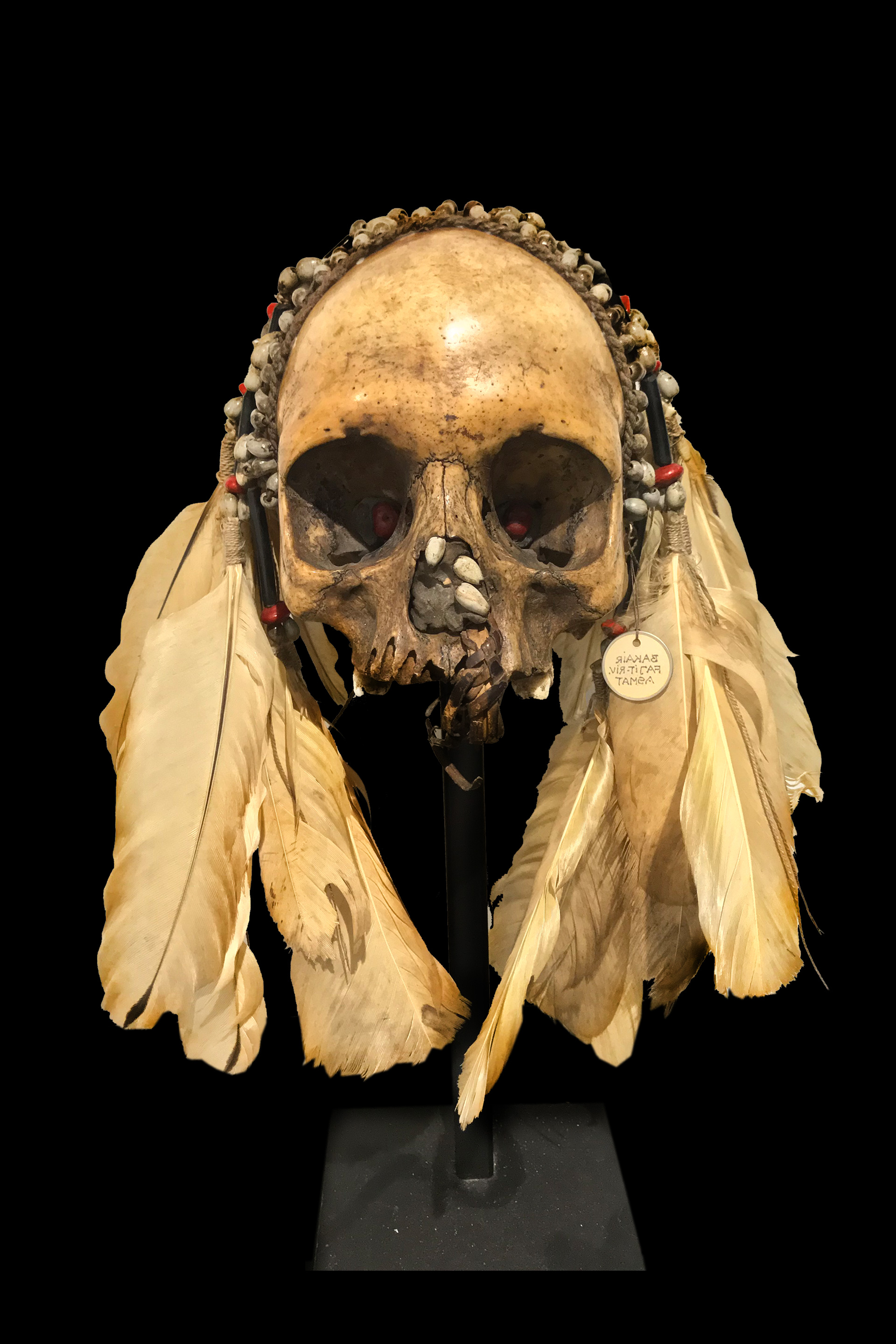Human skull of a Head hunted victim from the Konyak Tribe in  Nagaland, North East India