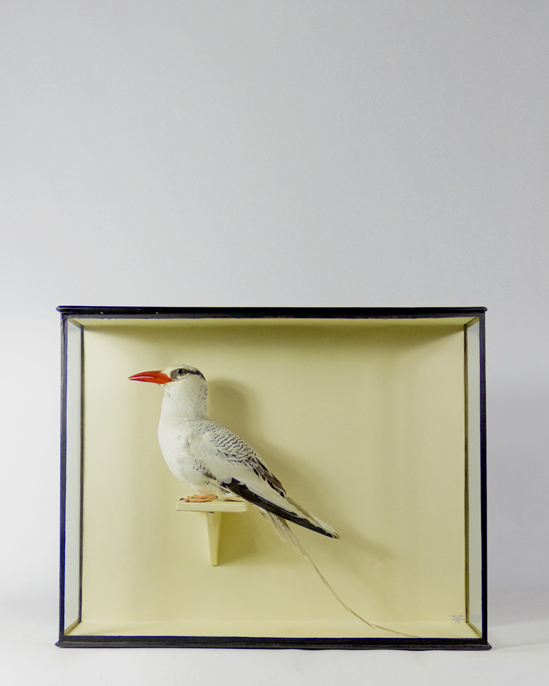 Red-billed Tropicbird By Pratt of Brighton