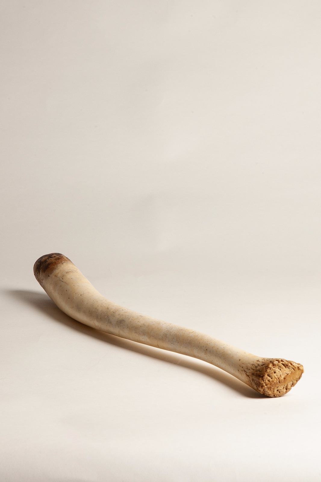 A very large antique Walrus Baculum