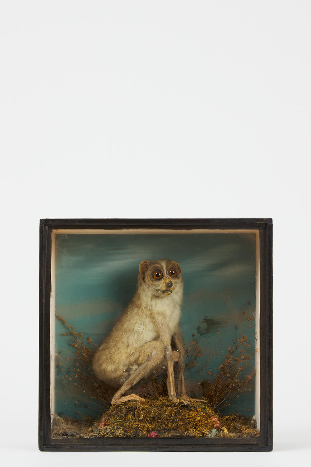 A Very Rare Antique Slender Loris By AC Foot, Bath