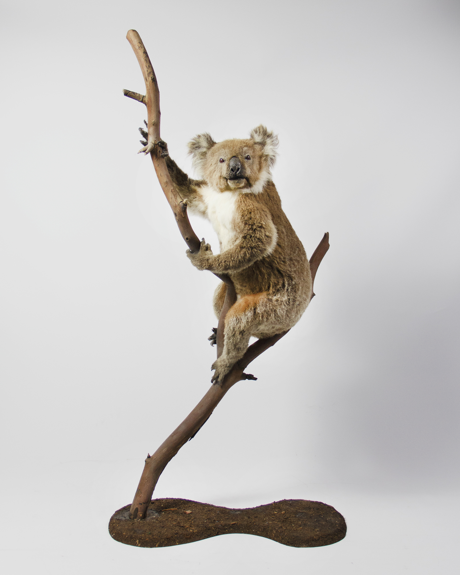 Victoria Koala