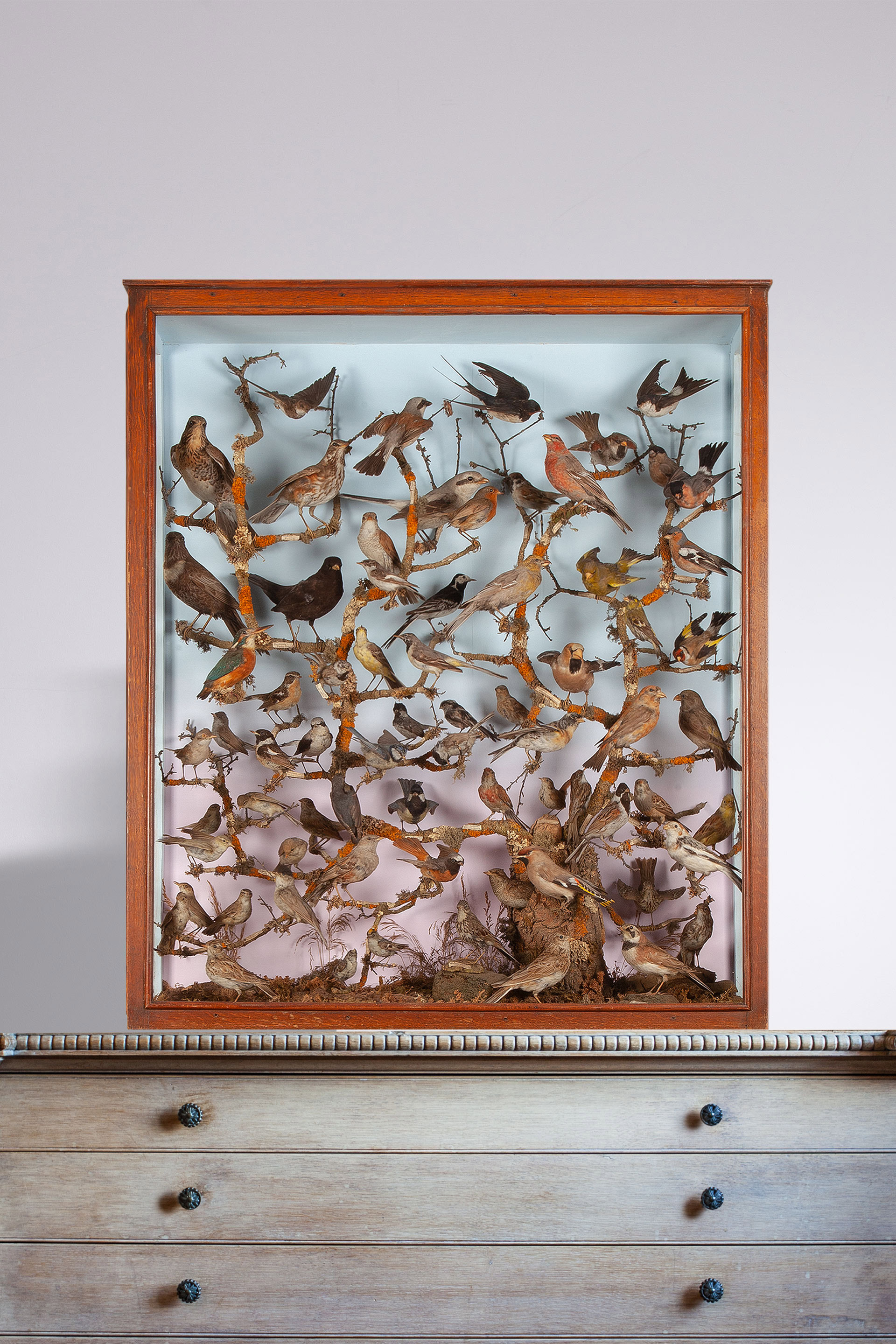 Victorian case of taxidermy British birds