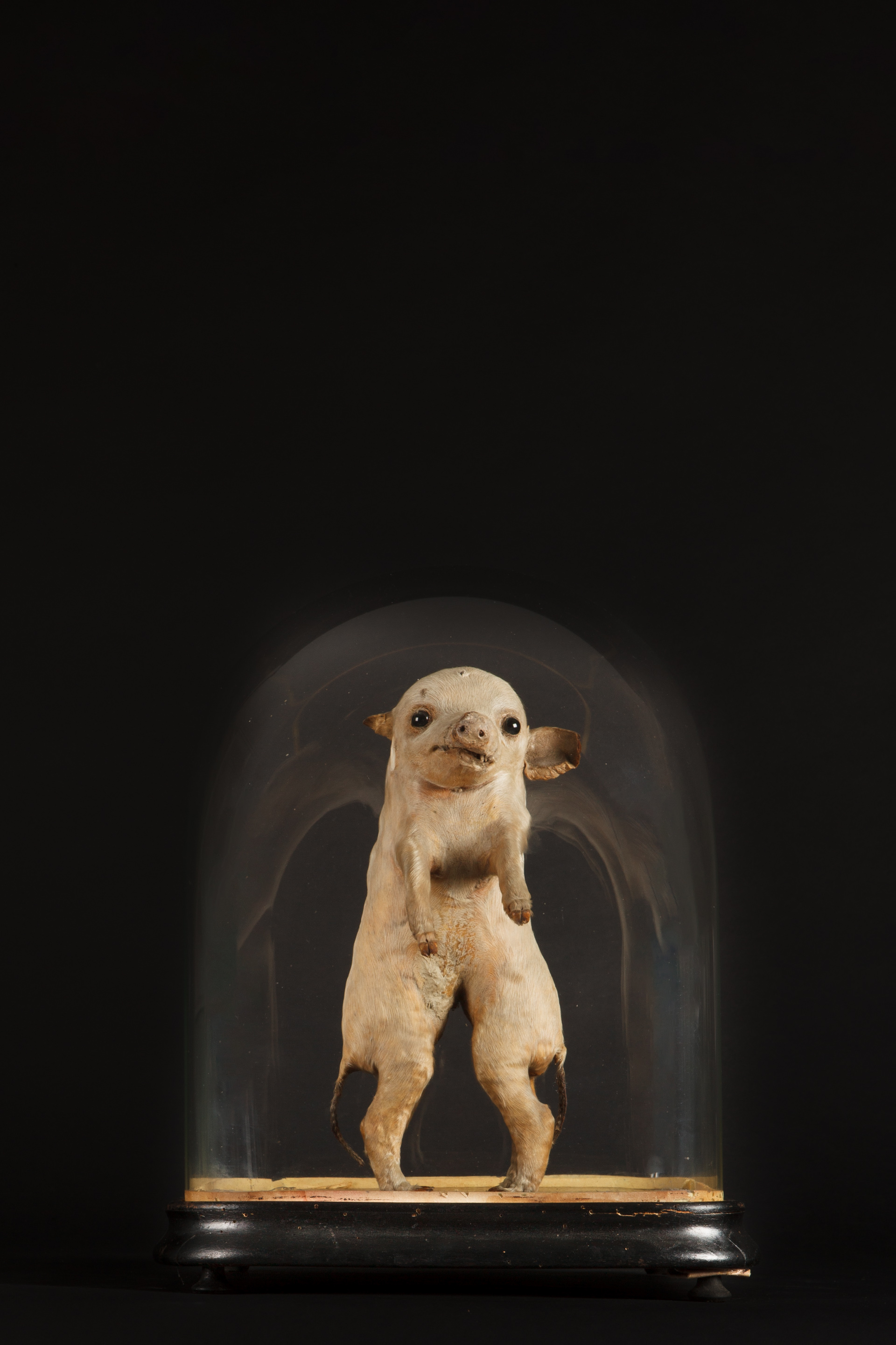 A Victorian Deformed Piglet