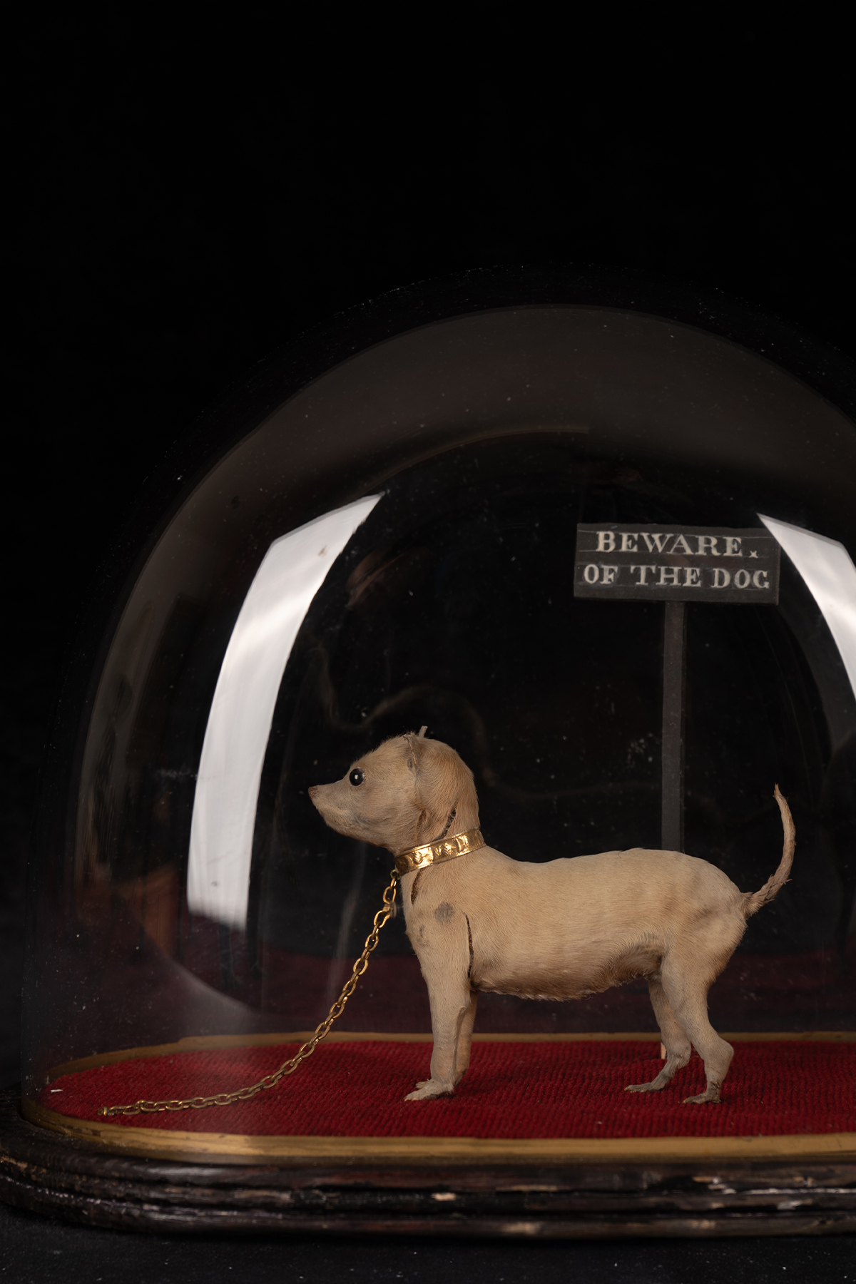 Victorian Miniature Dog