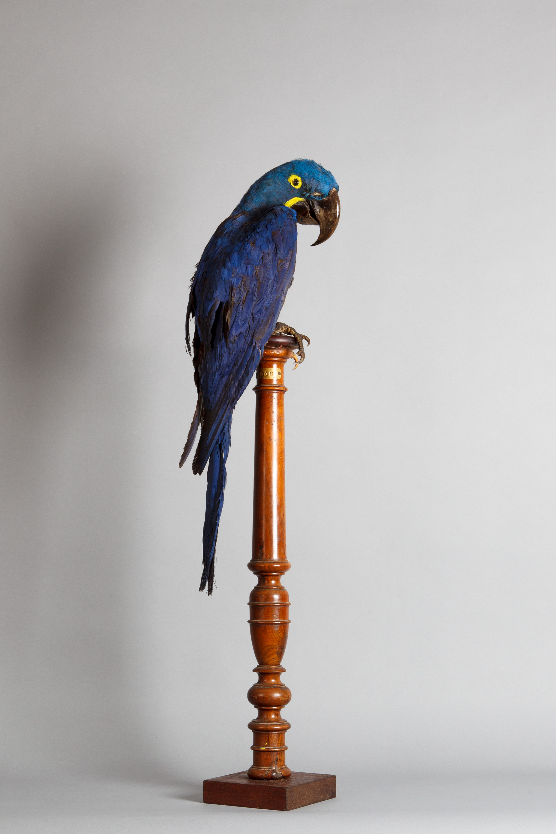 A Victorian Museum Taxidermy Specimen Of A Hyacinth Macaw