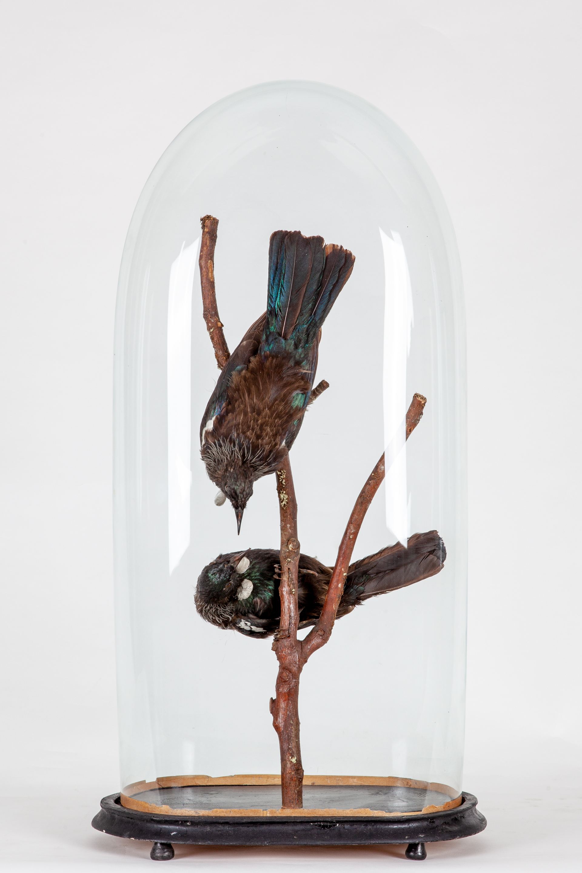 Victorian Taxidermy pair of New Zealand Tui's