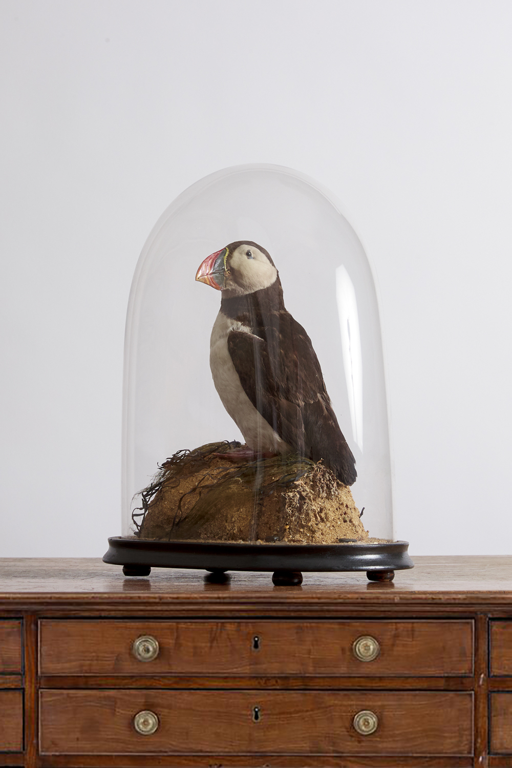A Victorian Taxidermy Puffin Dome
