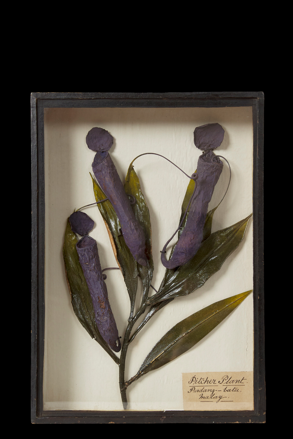 Victorian Study Of A Carnivorous Purple Pitcher Plant