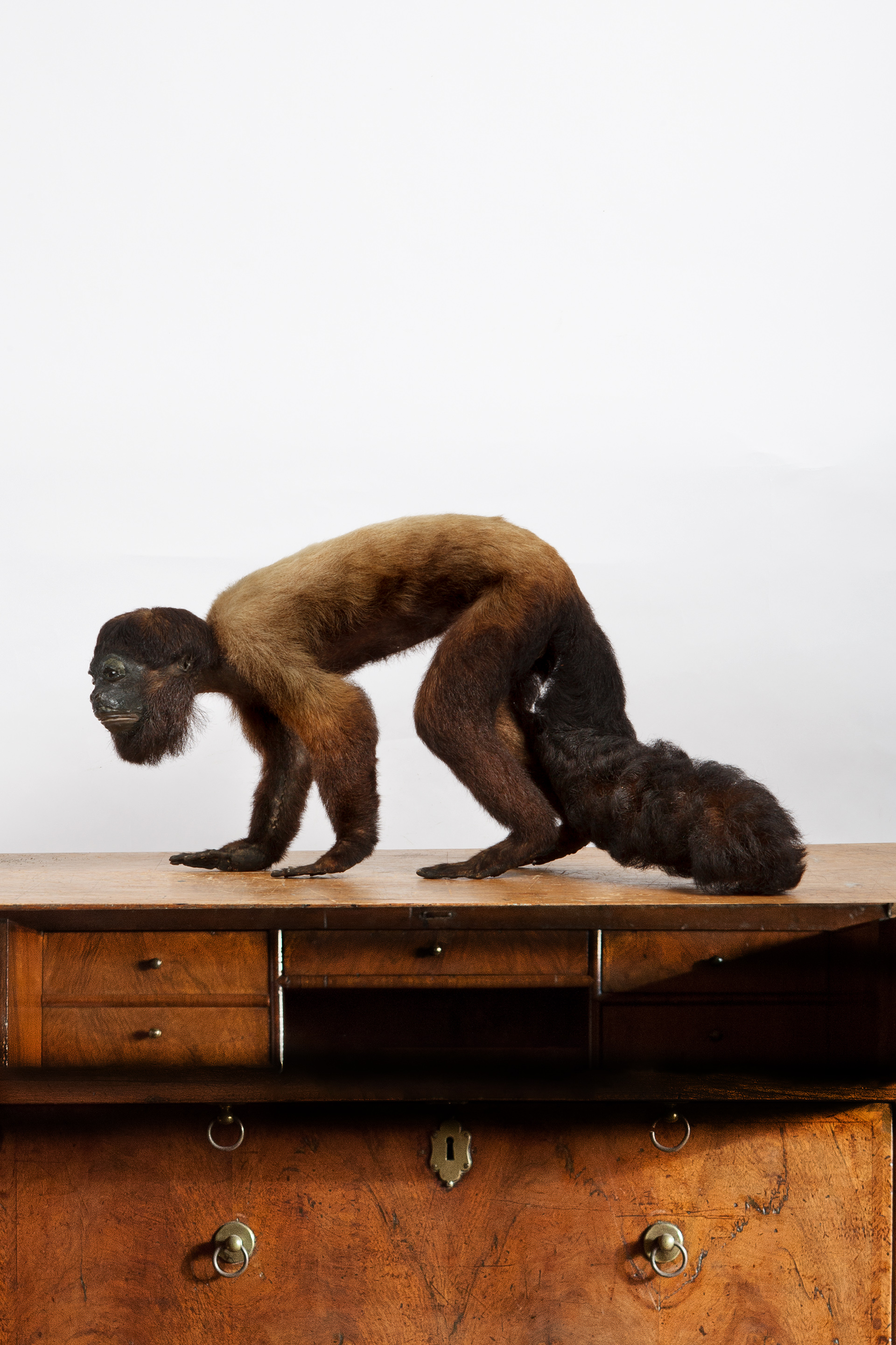 A Victorian Taxidermy Black Bearded Saki