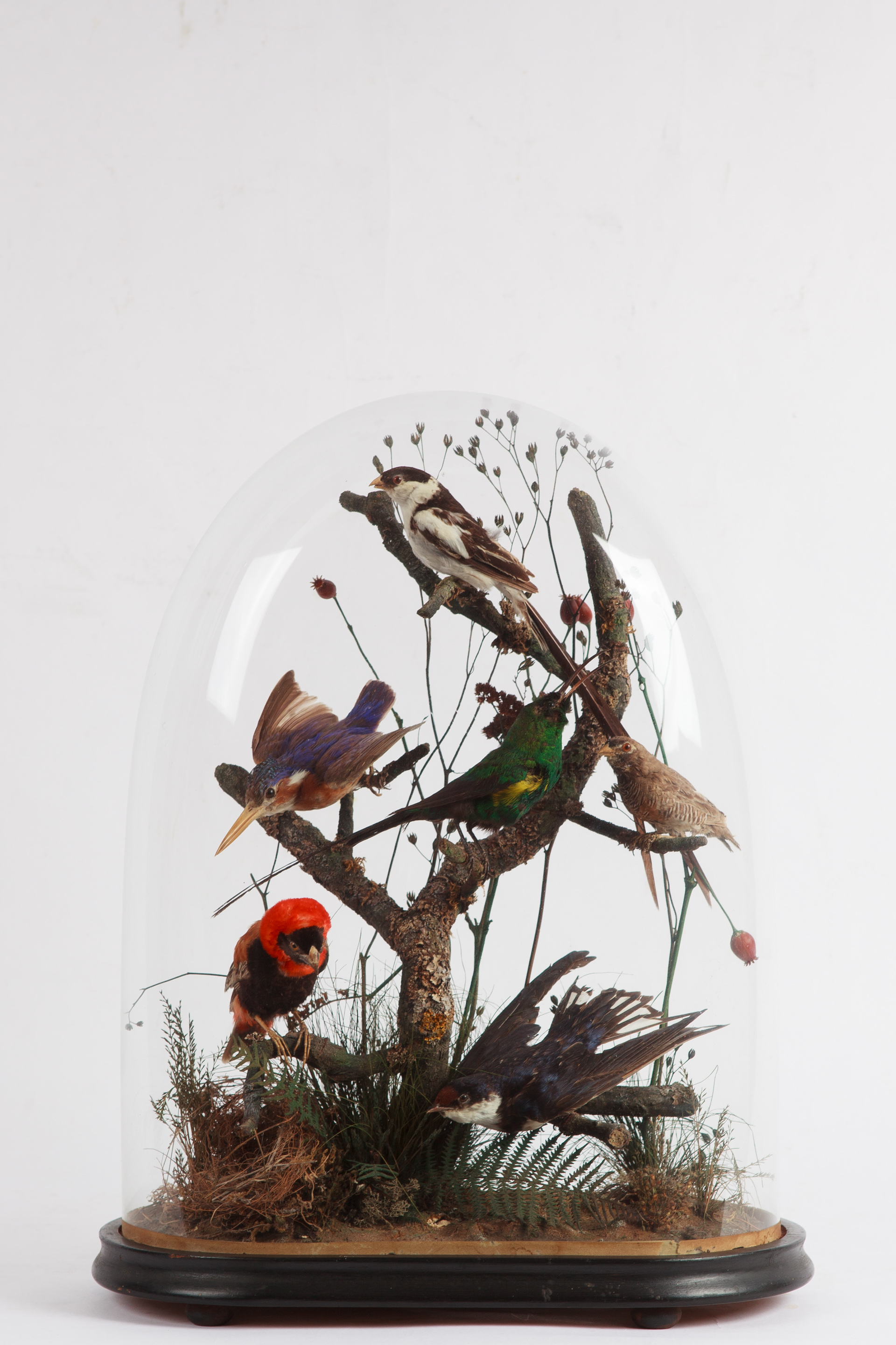 Victorian Taxidermy Dome Of Tropical African Species