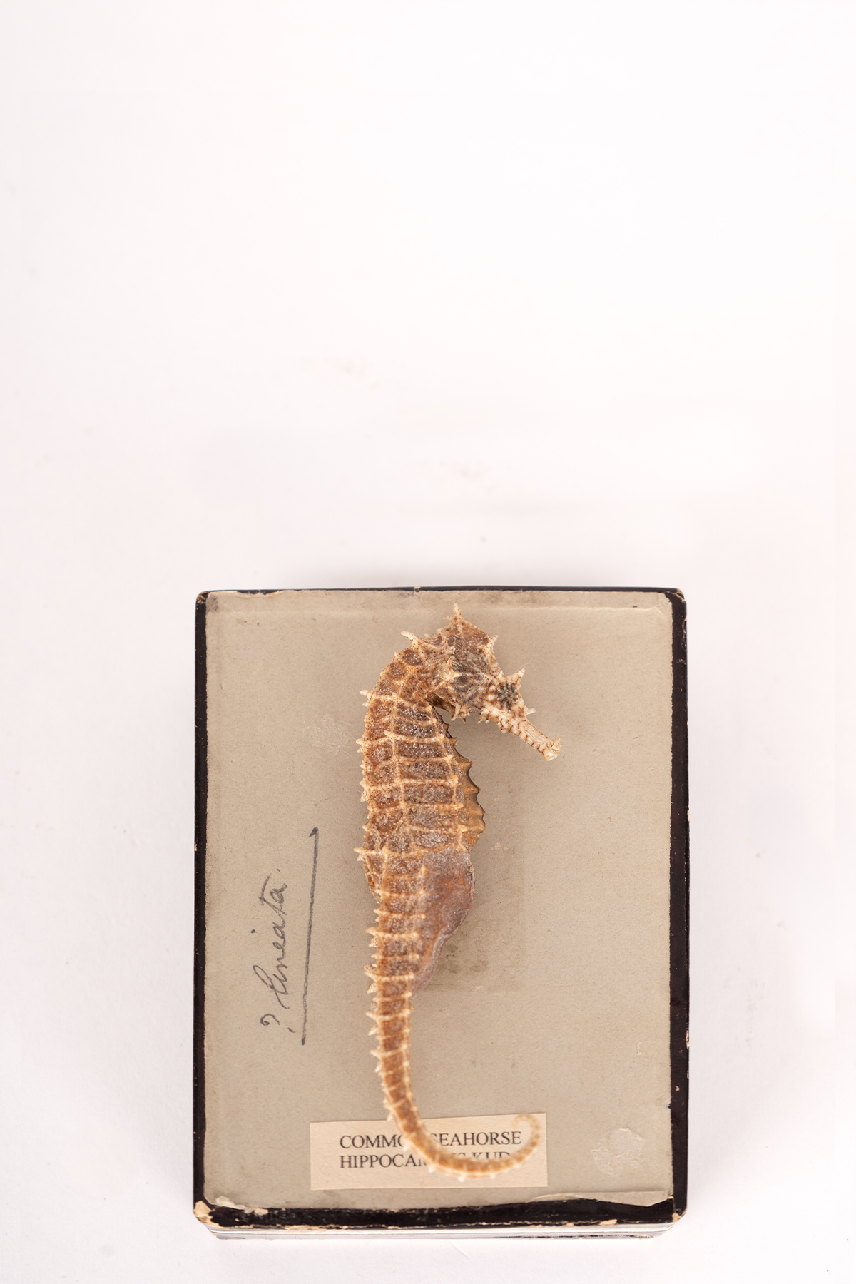 Vintage Seahorse In Its Original Box