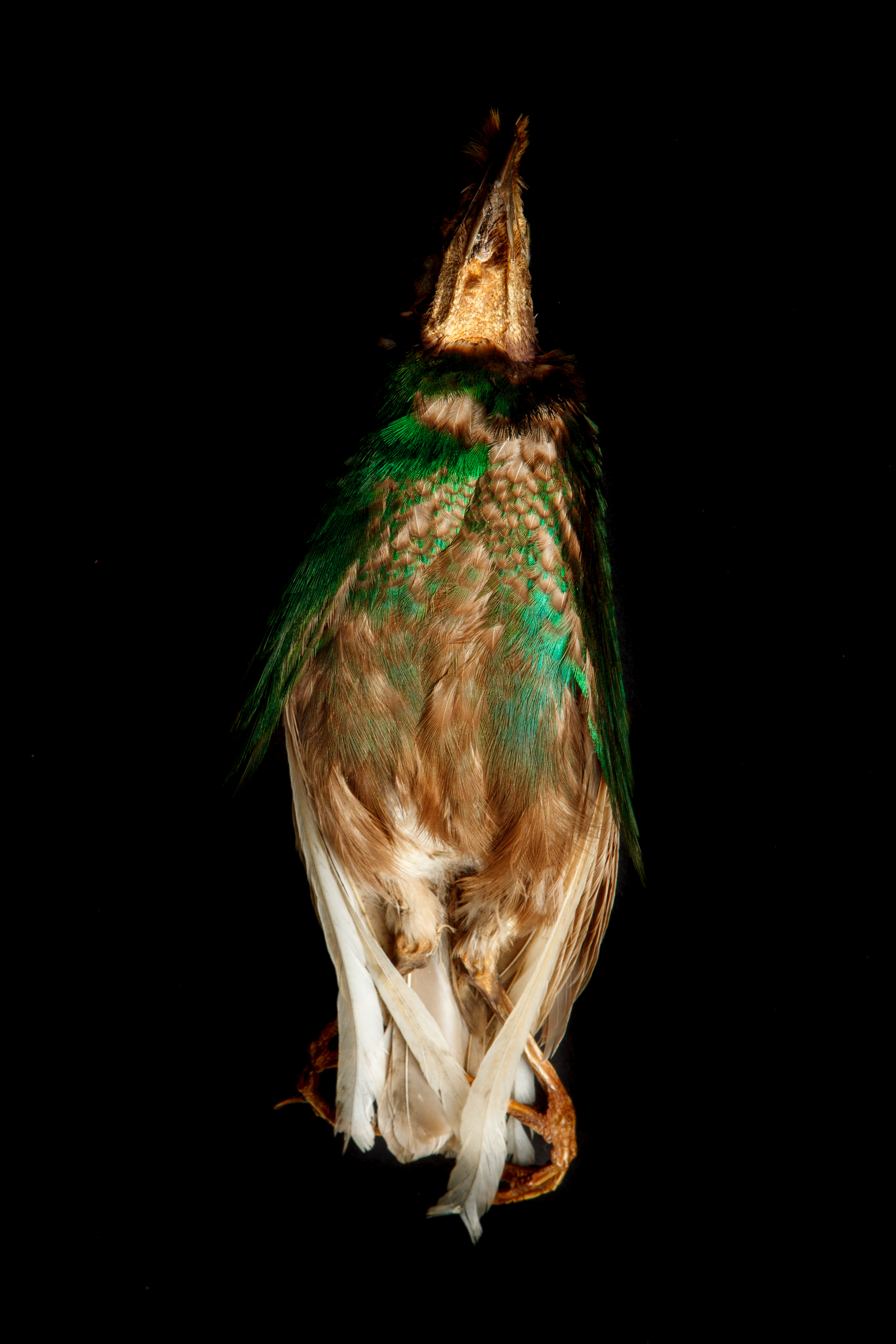 Wallace's Standardwing