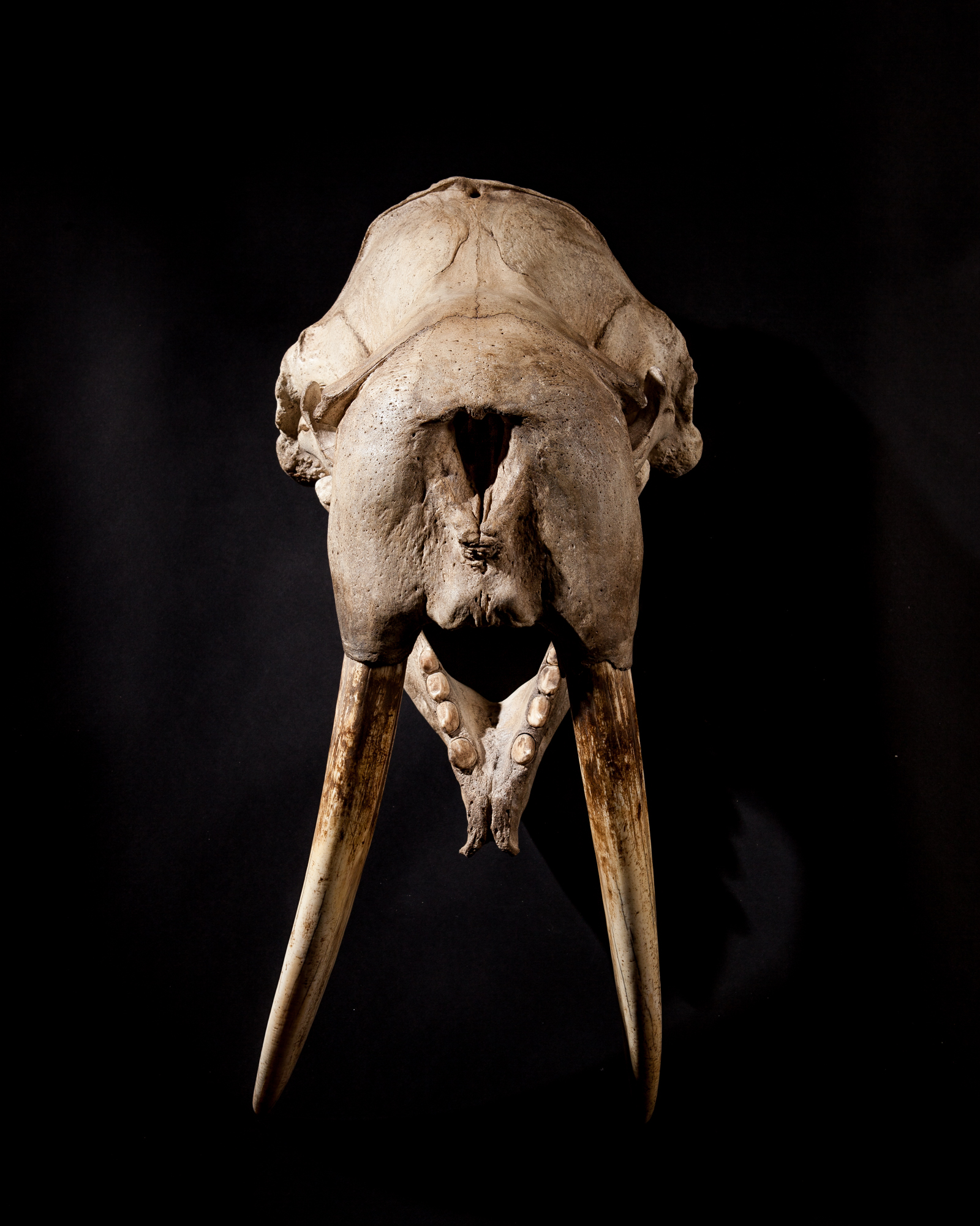 19th Century Walrus skull