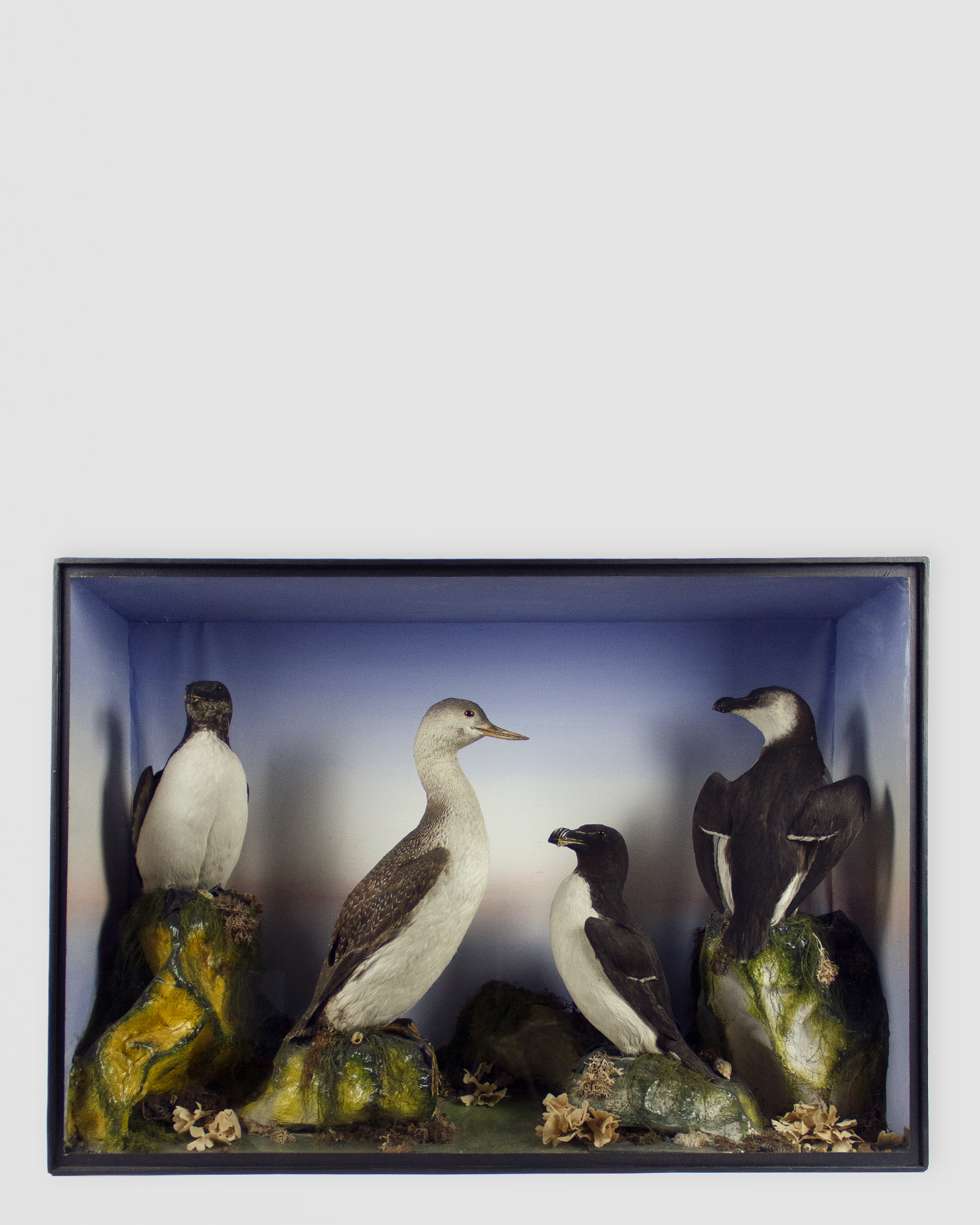 Seabirds By James Gardner