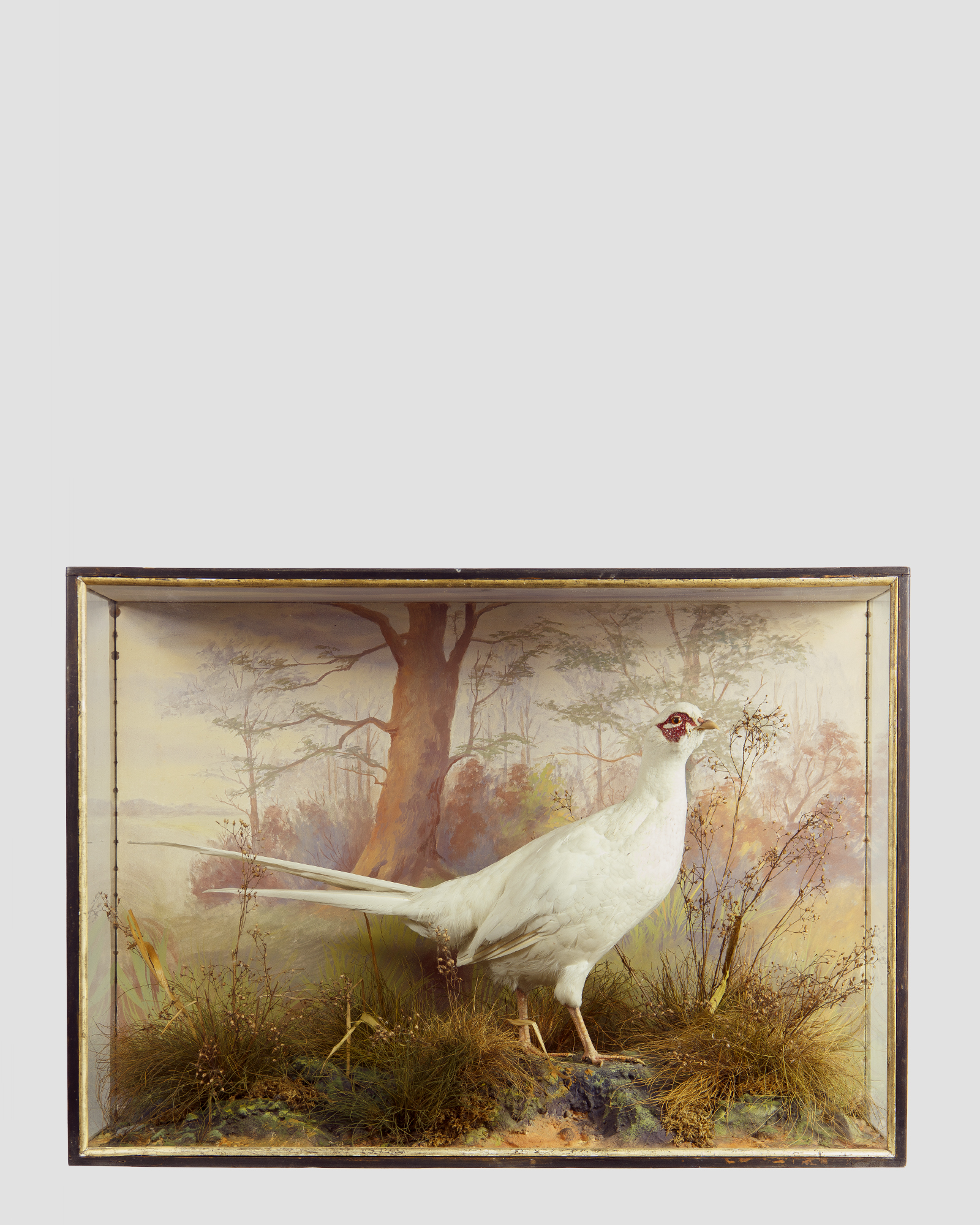 Beautiful White Pheasant By P. Spicer & Sons