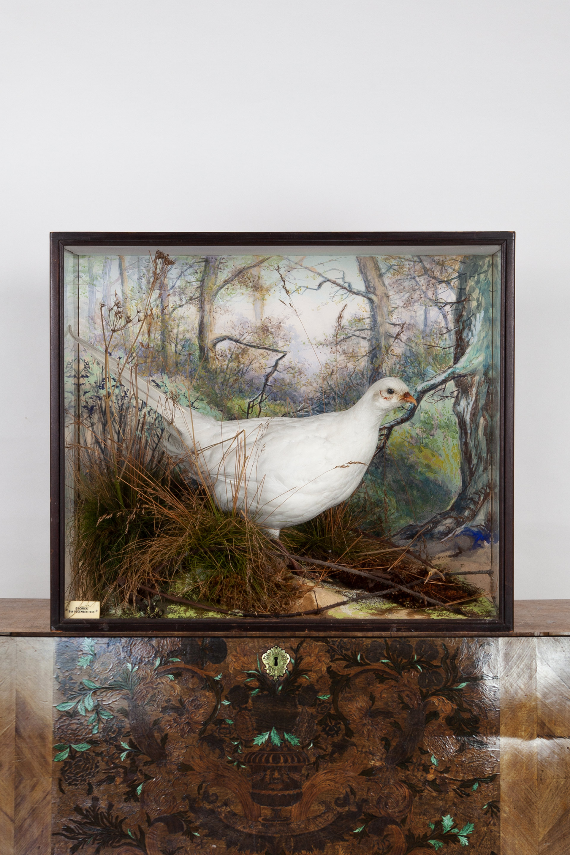 Small Taxidermy Pheasant By P. Spicer & Sons