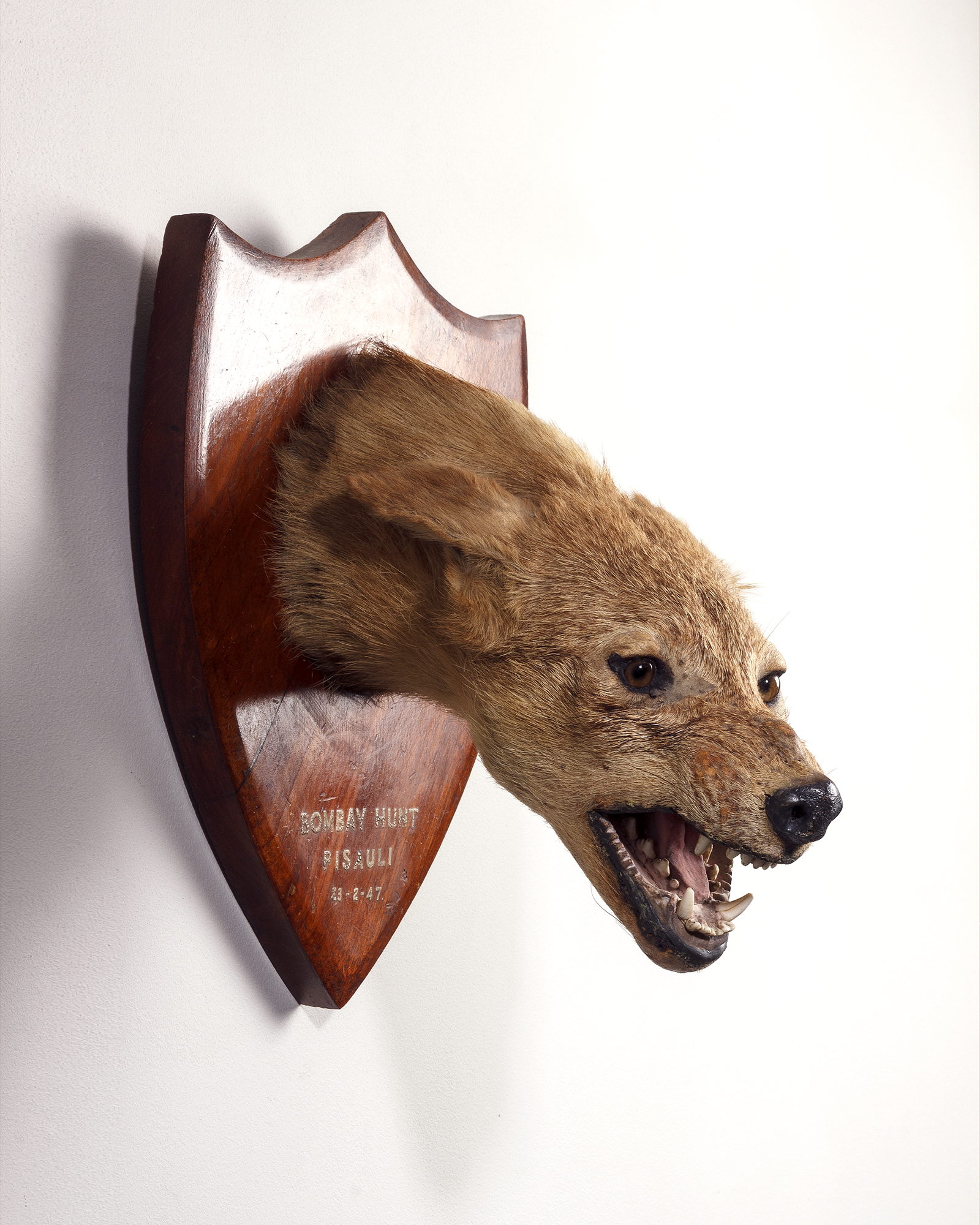 Jackal Head by Van Ingen & Van Ingen of Mysore