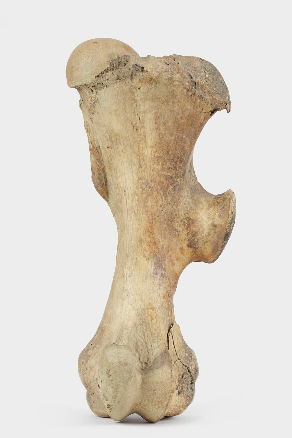 Femur From A Woolly Rhinoceros