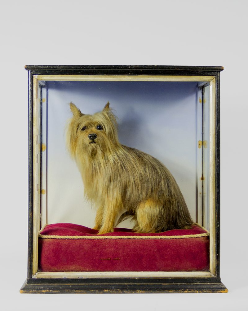 Yorkshire Terrier